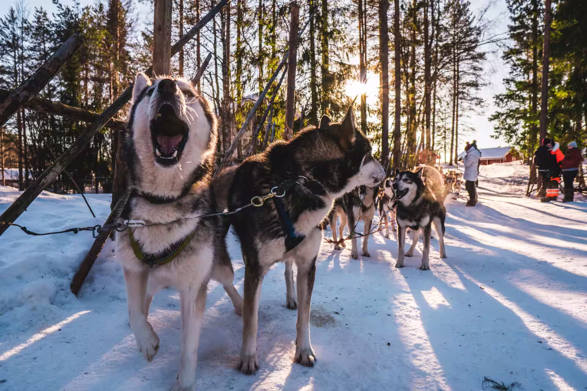 Husky Sledding in Troms og Finnmark, Norway – Arctic Expeditions, Sami Culture & Winter Wilderness